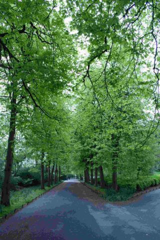 St Stephen's Green trees