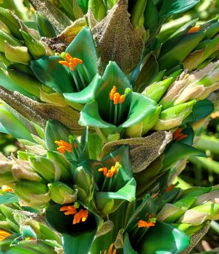 Puya Berteroniana